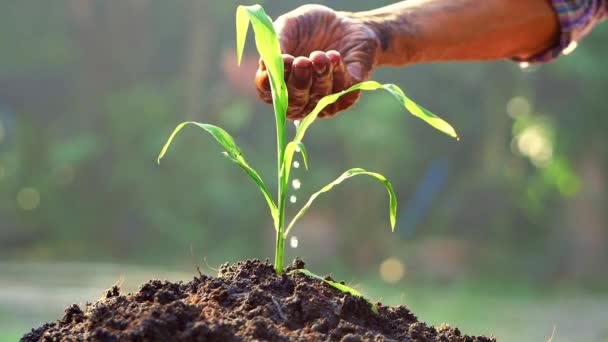 Manos Regando Plantas Jóvenes Que Crecen Germinación Suelo Fértil Atardecer — Vídeos de Stock