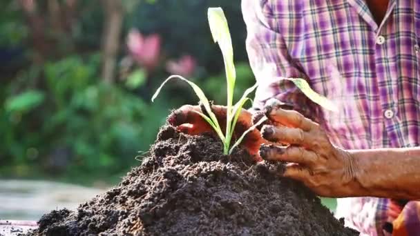 Anciano Agricultor Está Plantando Plantones Suelo Fértil Granja Bokeh Naturaleza — Vídeos de Stock