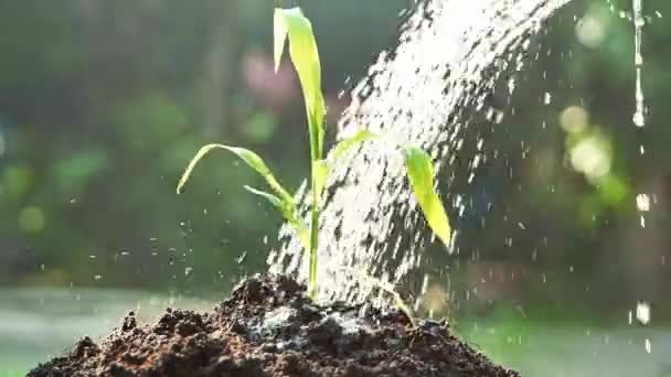 Ręce Podlewania Młodych Roślin Rosnących Kiełkowaniu Żyznej Glebie Konewką Przy — Wideo stockowe
