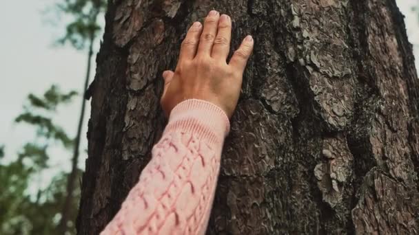 Kadın Eli Ormanda Büyük Bir Ağaca Sevgiyle Dokunuyor Koruma Aşk — Stok video