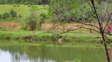 Sporcu bir kadın spor yapmak için göletin kenarındaki patikada koşuyor. Kadın koşucu, sabahları doğada koşuyor. Spor Sağlıklı yaşam tarzı konsepti.