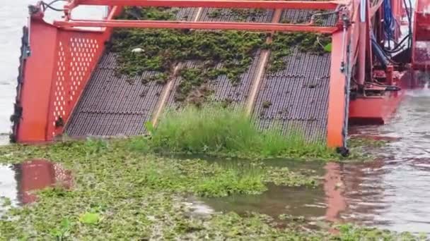 Worker Weed Clearing Water Tractor Aquatic Weed Harvester Piling Weeds — Stock Video