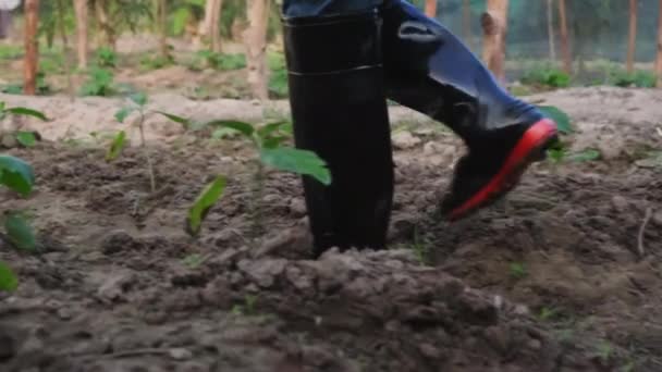 Vrouw Rubberen Laarzen Wandelend Biologische Groente Boerderij Doe Laarzen Dicht — Stockvideo