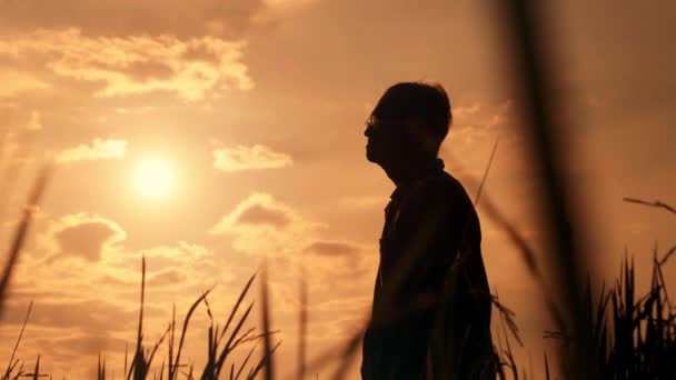 Silhuett Äldre Jordbrukare Stående Risfält Undersöka Grödan Vid Solnedgången — Stockvideo