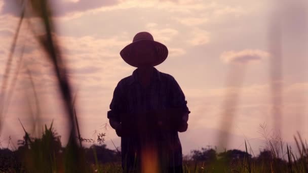 Silueta Granjero Mayor Parado Campo Arroz Atardecer Sosteniendo Cartel Año — Vídeo de stock