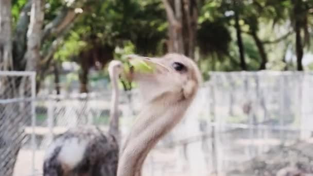 動物園で緑の葉でダチョウを養う手 夏の暖かい日に動物サファリパークで楽しむ観光客 — ストック動画