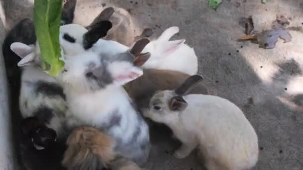一群年轻的兔子在争夺食物 笼里的兔子吃新鲜的生菜 喂兔子 — 图库视频影像