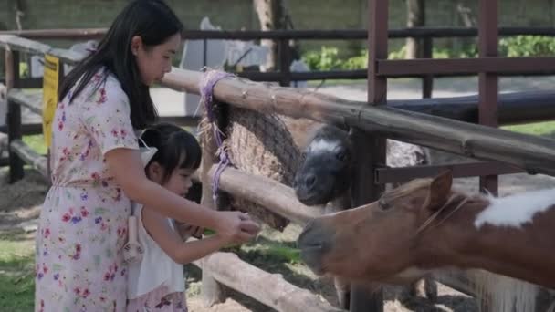 Happy Mother Daughters Feeding Dwarf Horse Zoo Happy Family Having — Stock Video