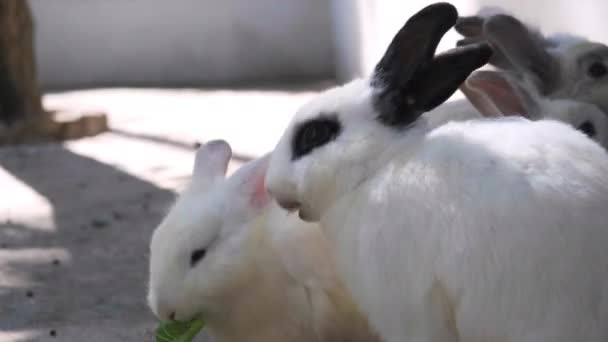 Eine Gruppe Junger Kaninchen Wetteifert Futter Kaninchen Käfig Fressen Frischen — Stockvideo