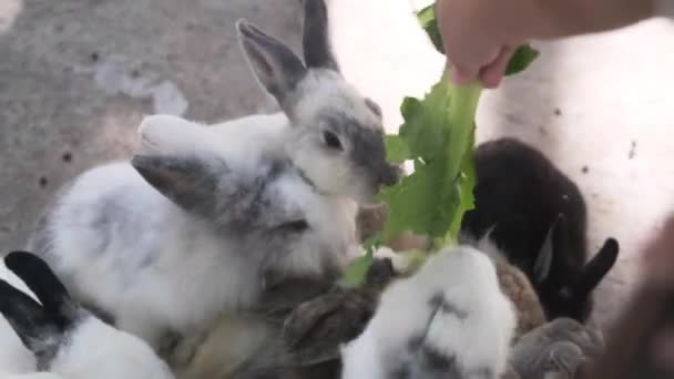 Grupo Conejos Jóvenes Compiten Por Comida Conejos Una Jaula Comiendo — Vídeo de stock