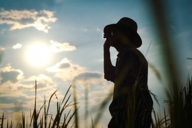 Kıdemli çiftçinin silueti pirinç tarlasında duruyor gün batımında mahsulü inceliyor..