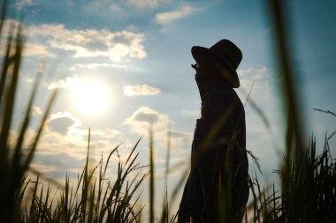Kıdemli çiftçinin silueti pirinç tarlasında duruyor gün batımında mahsulü inceliyor..