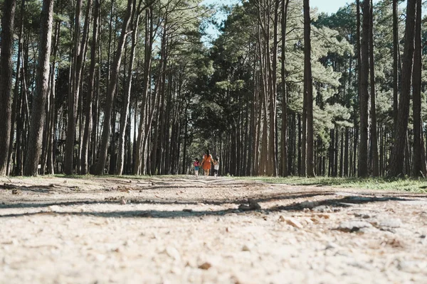 Madre Due Figlie Tengono Mano Fanno Una Passeggiata Nella Pineta — Foto Stock