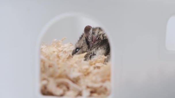 矮小的灰仓鼠在锯屑中坐在他的房子里 宠物狗和仓鼠概念的护理 — 图库视频影像