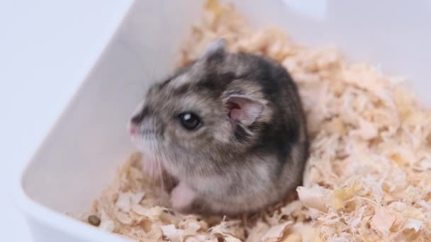 Cüce Gri Hamster Evinde Talaş Tozunun Arasında Oturuyor Hamster Konseptini — Stok video