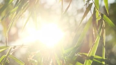 Güneş ışığında taze yeşil bambu yaprakları, güzel Japon bahar bahçesi..
