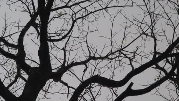 View Dry Tree Branch Leaves Blue Autumn Sky Background Tree — Stock Video