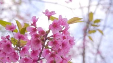 Kuzey Tayland 'da kiraz çiçeği. Thai sakura kışın Doi Kunwang 'da, Chaing Mai Eyaleti, Tayland.