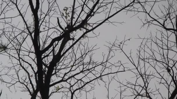 青い秋の空を背景に葉のない乾いた木の枝の景色 空の木の枝シルエット — ストック動画