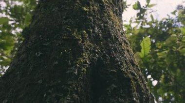 Ormandaki ağaç gövdesinin dokusunu parlak güneş ışınlarıyla kapatın. Aşağıdan yukarıya bak.
