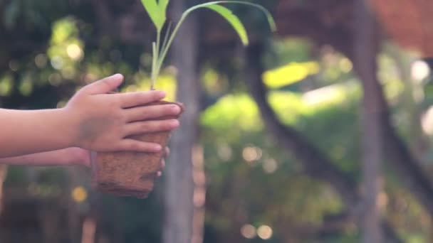 Aranyos Kislány Húgának Egy Kis Növény Egy Edényben Zöld Háttér — Stock videók