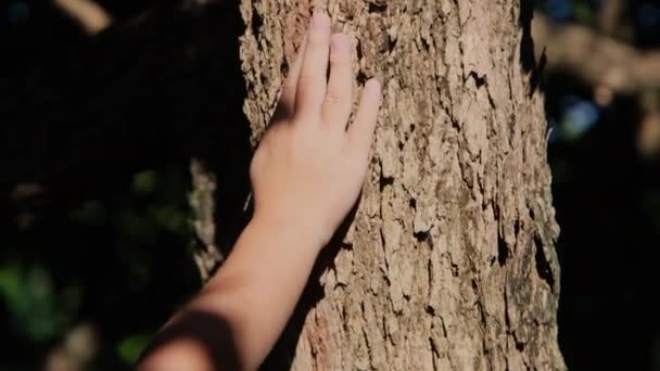 Руки Маленького Ребенка Касаются Старой Коры Большом Стволе Дерева Лесу — стоковое видео