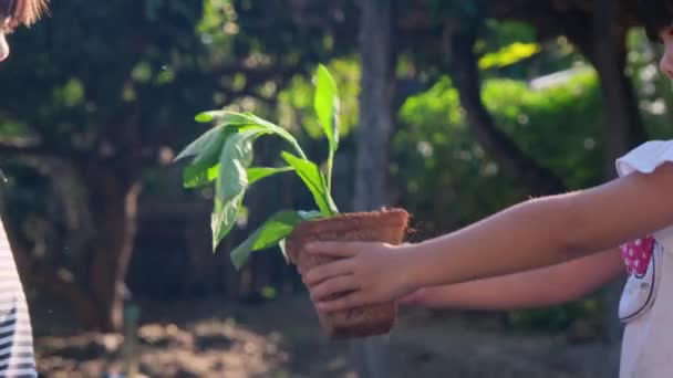 Şirin Küçük Kız Kardeşine Yeşil Arka Plan Ekoloji Kavramına Sahip — Stok video