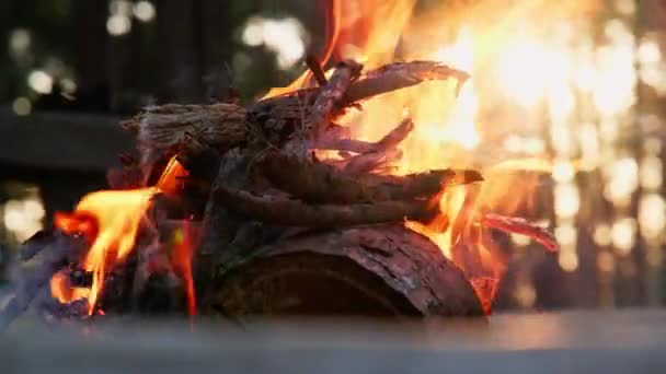 Φωτιά Σπίθες Στο Κάμπινγκ Του Δάσους Σούρουπο — Αρχείο Βίντεο