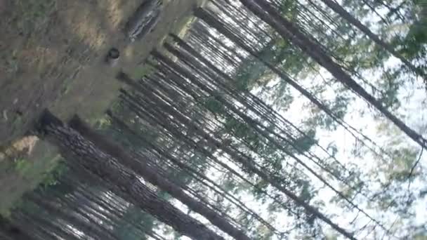 Caméra Tournant Dans Forêt Pins Paysages Tournants Camping Dans Pinède — Video