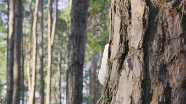 Neşeli Iki Küçük Kız Parktaki Ağacın Arkasından Gözetliyor Bir Yaz — Stok video