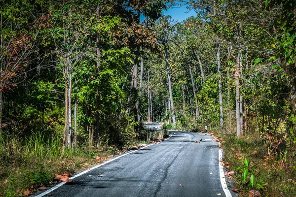 Forest Road Warm Summer Day Mae Ping National Park Thailand — Stock Photo, Image
