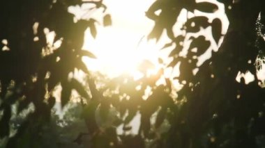 Sabahları güneşli tropikal ağaçların yemyeşil yaprakları. Ağaç dalları ve yaprakları mavi gökyüzüne karşı.