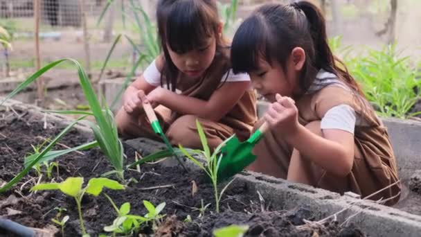 Asiático Hermano Hermanas Plantando Joven Árbol Patio Trasero Huerto — Vídeos de Stock