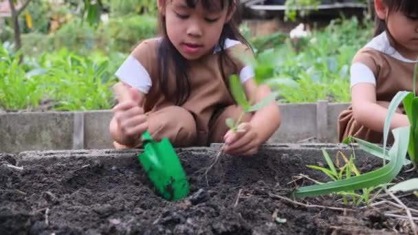 Asyalı Kardeşler Arka Bahçedeki Sebze Bahçesine Ağaç Dikiyorlar — Stok video