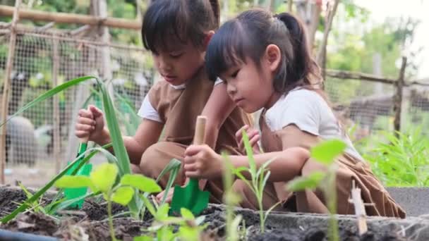 Azji Rodzeństwo Siostry Sadzenie Młody Drzewo Podwórku Ogród Warzywny — Wideo stockowe