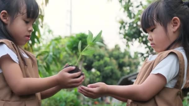 可爱的姐姐手里拿着一棵小树 春天的时候 她用模糊的绿色背景把它送给了姐姐 地球日生态概念 — 图库视频影像