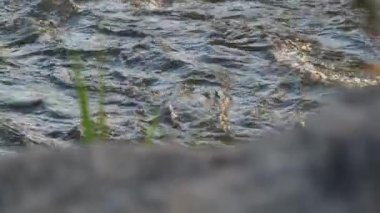 Akan su deresi. Dağlardaki kayaların üzerinden bir nehir akıyor. Şelale ve ormandaki kayalar..