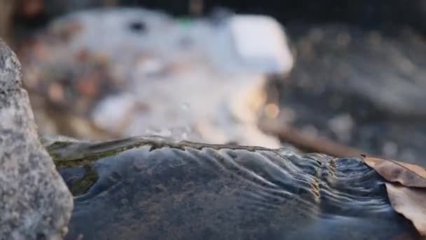 Rifiuti Plastica Nel Torrente Montagna Nella Foresta Problema Dell Inquinamento — Video Stock