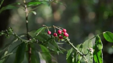 Kew Mae Pan doğa yolu üzerindeki yağmur ormanlarındaki güzel ağaçlar Doi Inthanon Ulusal Parkı, Chiang Mai, Tayland.
