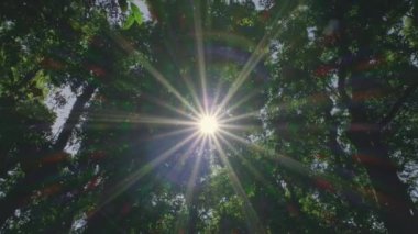 Kew Mae Pan doğa patikasındaki ağaçların en üst görüntüsü. Derin tropikal yağmur ormanlarının orman manzarasına doğru yol alan izler. Ağacın tacı, güneşli ve meltemli. Ağaçlara bakıyorum..