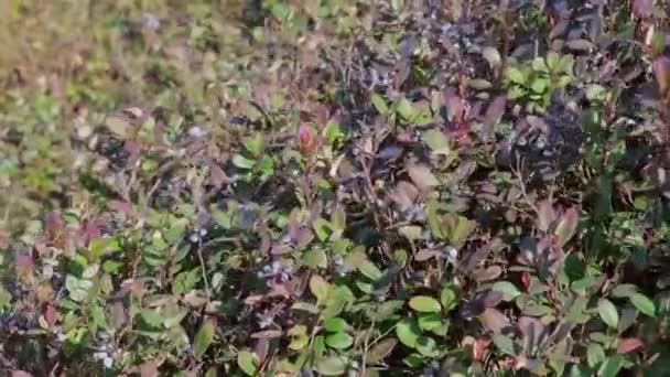 Tebal Semak Blueberry Hutan Liar Blueberry Semak Semak Bergoyang Kew — Stok Video