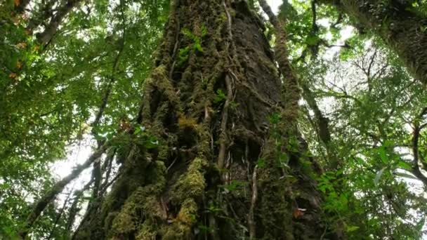 Samambaia Musgo Planta Árvore Floresta Tropical Kew Mae Pan Trilha — Vídeo de Stock