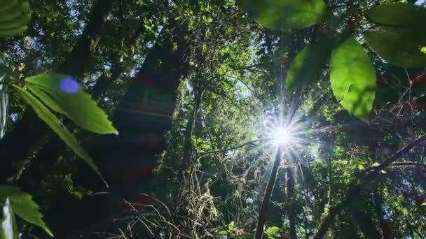 자연의 꼭대기에 나무들이 보인다 지대를 통과하는 오후의 산들바람 나무에 나무를 — 비디오