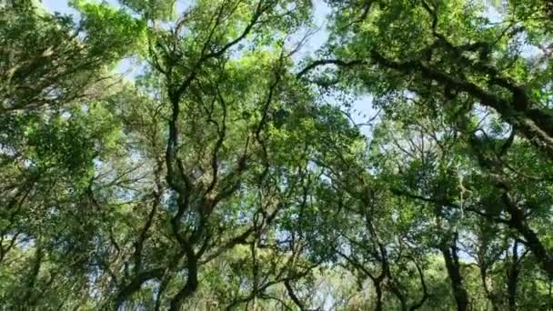 Widok Góry Drzew Kew Mae Pan Ścieżka Przyrodnicza Szlak Trekkingowy — Wideo stockowe