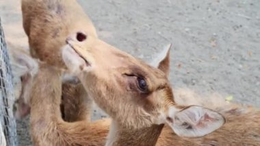 Sıcak bir yaz gününde turistler hayvanat bahçesinde genç geyikleri besler. Safari Park Hayvanat Bahçesi 'nde sebze yiyen sevimli bir geyik.