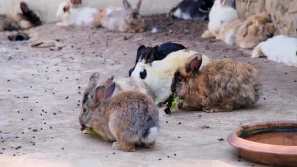 Group Young Rabbits Competing Food Rabbits Cage Eating Fresh Lettuce — Stock Video