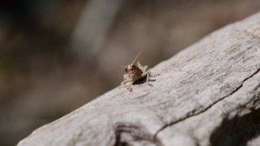 Çekirge kütüğün üzerinde dinleniyor