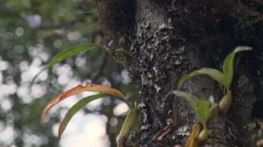 Doğal ortamlarında ağaç gövdelerinde endemik vahşi orkideler. Doi Inthanon Ulusal Parkı 'nda yağmur ormanı, Tayland