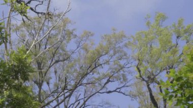 Parlak öğleden sonra güneşi ve mavi gökyüzünde esen meltemle ağacın tacı. Ağaçlara bakıyorum..