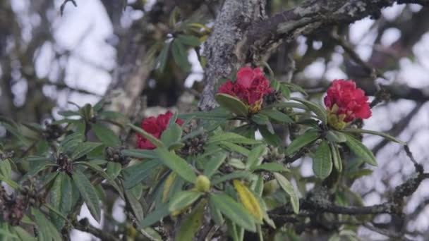Rosa Del Milenio Milenio Rosa Roja Hermosas Flores Colina Chiang — Vídeos de Stock